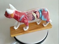 Modèle d'anatomie de chat en PVC grandeur nature pour l'acupuncture animale, conforme CE/ISO, pour la science médicale