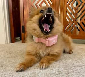 <span class=keywords><strong>Collar</strong></span> de Adiestramiento Antiladridos para Perros, Modelo <span class=keywords><strong>2026</strong></span>, Impermeable, de Plástico, con Pantalla, Modos de Vibración y Choque, para Comercio Electrónico - Product Image 4