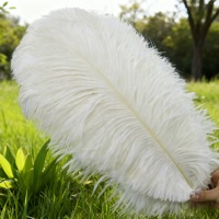 Plumes d'autruche d'Afrique du Sud 45-50 cm, véritables plumes orange, pour décoration artistique, carnaval, grand décor, plumes de chapellerie, décoration de mariage, en gros