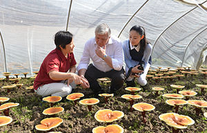 Fornitura di fabbrica certificato biologico Reishi estratto Reishi Spore in polvere - Product Image 6