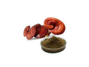 Çin prim tedarikçisi üst Ganoderma Reishi kabuk-kırık Sporoderm-kırık Spore tozu Reishi mantarı Extractt - Product Image 2