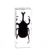 Presse-papiers en résine personnalisé avec spécimen animal intégré, artisanat en résine, insecte naturel, coléoptère, spécimen réel unique