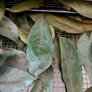 FEUILLES NATURELLES DE MELON AMER SÉCHÉES/PRODUIT À BASE BIOLOGIQUE/PRÊT POUR LE THÉ ET LES BOISSONS SAINES - Product Image 1