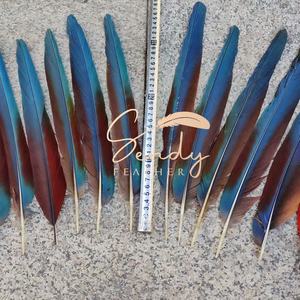 <span class=keywords><strong>Plumas</strong></span> <span class=keywords><strong>de</strong></span> Faisán Naturales para Confección <span class=keywords><strong>de</strong></span> Disfraces <span class=keywords><strong>de</strong></span> <span class=keywords><strong>Carnaval</strong></span>, <span class=keywords><strong>Plumas</strong></span> <span class=keywords><strong>de</strong></span> Loro 20-25cm 30-35cm, Tocado Azul para la Cabeza y Mochila <span class=keywords><strong>de</strong></span> Baile - Product Image 6