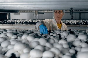 Système <span class=keywords><strong>de</strong></span> <span class=keywords><strong>culture</strong></span> automatique <span class=keywords><strong>de</strong></span> champignons en conteneur, prêt à l'emploi, équipement d'agriculture hydroponique d'intérieur - Product Image 5