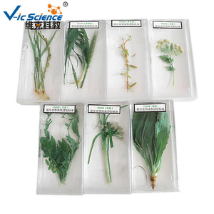 43009 Type d'inflorescence, spécimen préservé conservant la couleur, matériel pédagogique pour les écoles primaires et secondaires, animaux et - Product Image 5