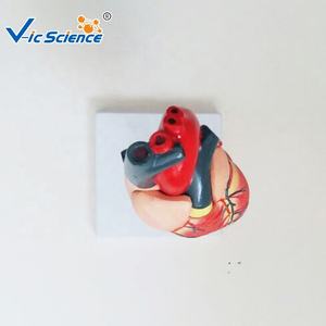 Lebensgroßes menschliches Körper-Herz-Split-Herz-Modell, das medizinisches Bildungs modell für Studenten unterrichtet - Product Image 4