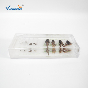 43006 Spécimen préservé de la séquence de développement de la grenouille - Recherche animale - Restauration et entretien des spécimens pour les jeunes et les adultes - Product Image 3