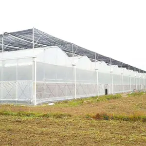 Multi span morango casa verde com efeito de estufa túnel estufa agrícola