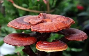 מזון כיתה Ganoderma מחזירת אור Spore שמן סין ריישי פטריות חיוני שמן לחיזוק חסינות - Product Image 2