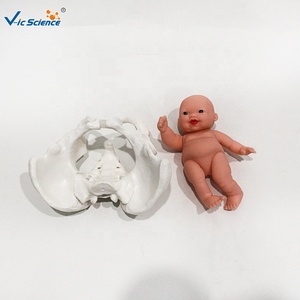 Modèle anatomique de bassin féminin en PVC, 3 parties détachables avec symphysis pubienne, pour l'enseignement des sciences médicales, certifié CE ISO ROHS CNAS - Product Image 2
