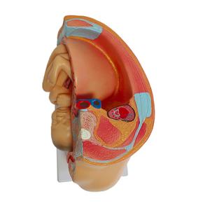 Modèle de fœt de <span class=keywords><strong>neuf</strong></span> <span class=keywords><strong>mois</strong></span> avec <span class=keywords><strong>grossesse</strong></span> dans le bassin, modèle d'accouchement - Product Image 5