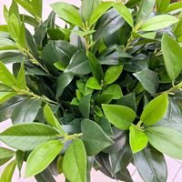Plante Artificielle de Qualité Écologique Légère, Tiges de Verdure, Feuille de Citron, Branche à 3 Branches, pour Composition Florale Maison, Hôtel, Mariage