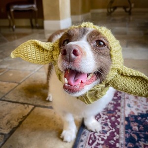 Gorro <span class=keywords><strong>de</strong></span> Diseño para Perro, Cálido <span class=keywords><strong>de</strong></span> Invierno, Acrílico, Disfraz Festivo para Perros Pequeños, Accesorios Modernos para Mascotas, Nueva Tendencia 2026, <span class=keywords><strong>Gorra</strong></span> <span class=keywords><strong>de</strong></span> Halloween para Cachorros - Product Image 2