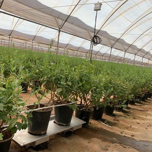 <span class=keywords><strong>Macetas</strong></span> <span class=keywords><strong>de</strong></span> <span class=keywords><strong>30</strong></span> <span class=keywords><strong>Litros</strong></span> <span class=keywords><strong>de</strong></span> Buena Calidad para Plantar - Product Image 4