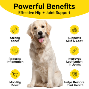 Golosinas <span class=keywords><strong>de</strong></span> Glucosamina OEM para <span class=keywords><strong>Perros</strong></span>, Condroitina, Alivio <span class=keywords><strong>de</strong></span> Alergias, Suplementos Liofilizados, Masticables Suaves, Dosis <span class=keywords><strong>en</strong></span> Botellas, Aplicación <span class=keywords><strong>en</strong></span> Peces - Product Image 2