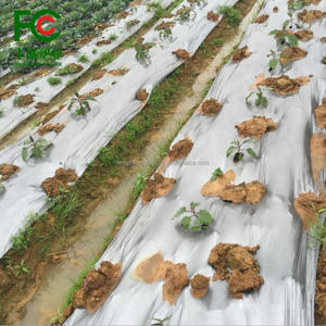 Film de paillis en <span class=keywords><strong>plastique</strong></span> argenté/noir offrant une couverture et une <span class=keywords><strong>protection</strong></span> optimales du <span class=keywords><strong>sol</strong></span> pour la croissance des cultures dans les environnements de serre - Product Image 4