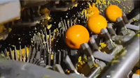 Voedselveilige PLC-gestuurde citruspers voor fruitverwerkingsbedrijven, productielijn voor vers sinaasappelsap