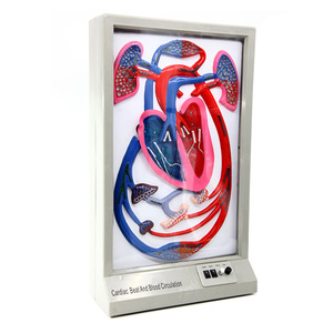 Modèle de rythme cardiaque et de circulation sanguine : Équipement d'expérimentation biologique à démonstration dynamique, instruments pédagogiques, et - Product Image 2
