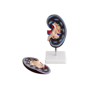 แบบจำลองกายวิภาคไต ตับ ต่อมลูกหมาก ลำไส้ส่วนต้นลำไส้ใหญ่ ADA Medical Science (ADA-310-2/ADA-311) สำหรับการเรียนการสอนกายวิภาคศาสตร์ - Product Image 4