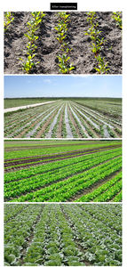 Trapiantatrici per <span class=keywords><strong>piantine</strong></span> di verdure di canapa bacco a 4 file per trattori - Product Image 5