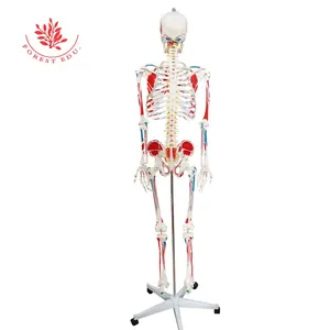 الهيكل العظمي نموذج 180 سنتيمتر ل تشريح الجسم كله رسمت العضلات الإدراج و المنشأ نقاط PVC المواد مع المتداول المنقولة الوقوف