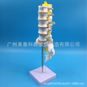 Modèle de vertèbre lombaire humaine 1:1, modèle de vertèbre lombaire naturelle, comprenant cinq vertèbres lombaires, coccyx, bassin, disques intervertébraux - Product Image 4