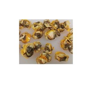 หอยเลือดแช่แข็งอาหารทะเล - Product Image 5