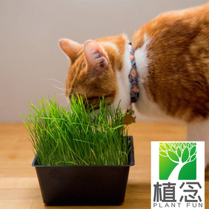 Vente en gros Kit d'herbe à chat biologique Remède naturel pour le contrôle de la digestion Planteur de chat blanc pour <span class=keywords><strong>chats</strong></span> et chiens pour le <span class=keywords><strong>jardin</strong></span> - Product Image 3