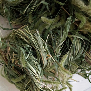 Esen foxtail cuts Grass Ried hierba entera de Setaria <span class=keywords><strong>viridis</strong></span> para hierba - Product Image 5