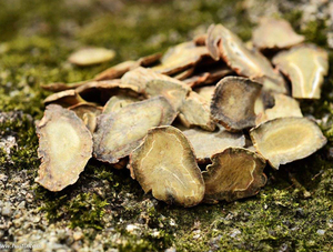 10:1,4:1,80% Notoginsenosides Panax notogoginseng экстракт корня SanQi экстракт порошка - Product Image 4