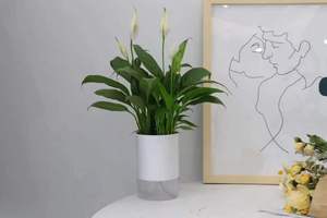 Sistema <span class=keywords><strong>de</strong></span> Cultivo <span class=keywords><strong>de</strong></span> Plantas Ultrapequeño - Sistema Moderno <span class=keywords><strong>de</strong></span> Plantas Verdes para el Hogar - Maceta Ecológica y Respetuosa con el Medio Ambiente - Product Image 4