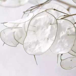 Fleurs décoratives stabilisées Lunaria Annua de haute qualité, vente en gros, approvisionnement direct usine 2026, pour la fête des Mères, la remise des diplômes, Noël, anniversaire, en vrac - Product Image 6