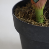 Plante pour pépinière, bonsaï artificiel, Dracaena, oiseaux, paradis, arbre, plastique imperméable, moderne, intérieur, vert, 100 pièces