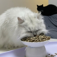 Makanan Kucing Kering 36 Makanan Beku Kering Berbagai Rasa Produsen Makanan Hewan Peliharaan OEM