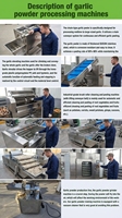Machine à éplucher les oignons pneumatique 600 kg/h, système à chaîne pour usine de traitement de l'ail, ligne de production de transformation de l'ail et de l'oignon