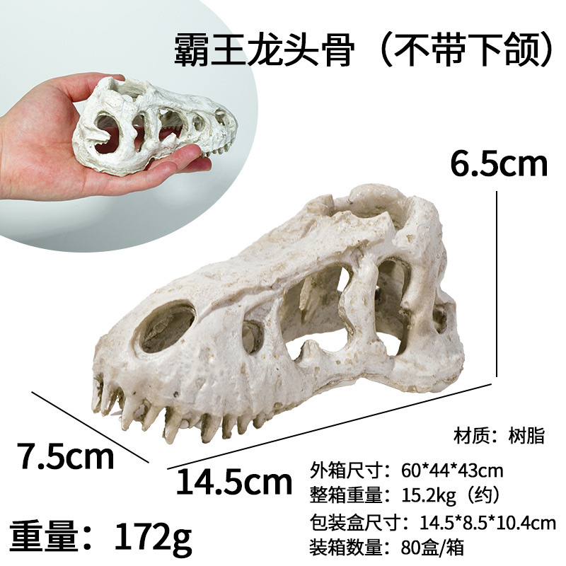 Crâne de Tyrannosaurus rex sans mâchoire inférieure