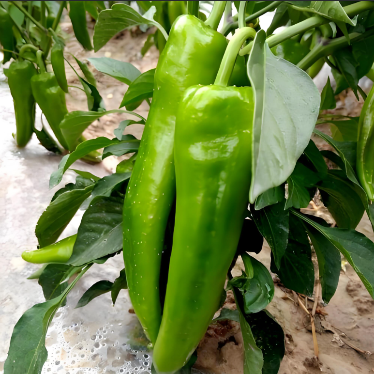 bracharia hybrid grass seeds