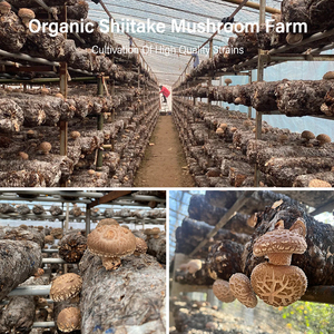 Poudre d'extrait de champignon <span class=keywords><strong>Shiitake</strong></span> biologique de qualité alimentaire AMULYN 1 kg, poudre d'extrait de Lentinus Edodes - Product Image 3