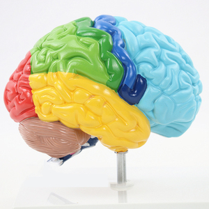 Modèle d'anatomie du cerveau humain pour l'enseignement médical en <span class=keywords><strong>neurosciences</strong></span> et l'apprentissage en <span class=keywords><strong>classe</strong></span> de sciences, affichage d'étude - Product Image 5