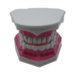 Modello Didattico Speciale per Odontoiatria con Denti Grandi e Inferiori Rimovibili per l'Insegnamento della Pulizia Dentale - Product Image 2