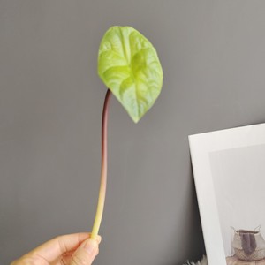 Foglie di Loto Artificiali all'Ingrosso - Steli di <span class=keywords><strong>Ninfea</strong></span> Finta Realistiche al Tatto per Composizioni Floreali, Decorazioni per la Casa e Matrimoni - Product Image 2