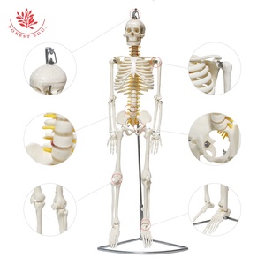<span class=keywords><strong>Modelo</strong></span> de esqueleto 4 tipos 85cm <span class=keywords><strong>Modelo</strong></span> <span class=keywords><strong>Especial</strong></span> medicina esqueleto de esqueleto humano ciencia médica - Product Image 5