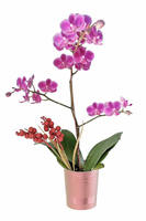 F108SSM DIY Orchid Tube Set Base Ovale Navire Floral en Plastique pour Orchidées 3.5 pouces - Product Image 5