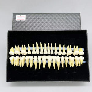 Взрослый полный рот 32 зубы Двухцветная модель с корнями, прозрачные трещины, стандартная форма для исследования зубной резьбы - Product Image 5