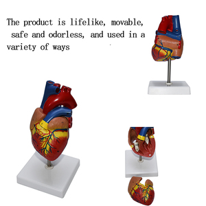 Производство высококачественной модели анатомии человека, модель сердца с диафрагмой, съемная крышка, номер, модель сердца, Обучающие ресурсы - Product Image 4