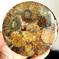 Fósil de amonita al por mayor, fósil natural para Reiki, piedra de cristal curativa para decoración del hogar