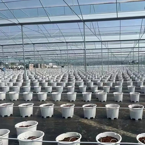 Serre Agricole Chinoise à Structure en Acier, Tubes Galvanisés, 50 x 8 m, <span class=keywords><strong>60</strong></span> x 8 m, Serre Tunnel de Culture avec Fenêtres - Product Image 2
