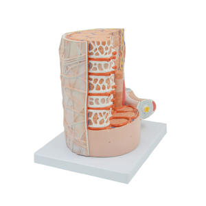 Maniquí Anatómico de PVC con Fibra Reticular, Modelo de Enseñanza de Fibra Muscular Esquelética Ampliada para Uso Hospitalario - Product Image 1