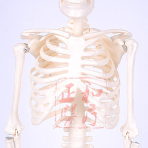 Modèle de squelette humain Masakazu, 85 cm, matériel pédagogique mobile pour les sciences médicales - Product Image 3